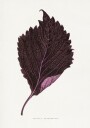 Pink Perilla Nankinensis Leaf Illustration Plakat / 40x50