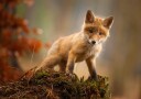 Fox  Poster Plakat / 100x150cm