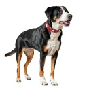 Hunter Swiss Hundehalsbånd Str. 55: 41 49 cm Hals Omkreds