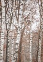 Birch Trees 6 Plakat Plakat / 21x30cm
