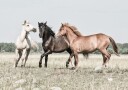 Three Horses Plakat Plakat / 40x50cm