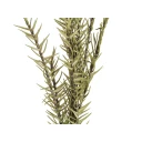 Europalms Rosemary Twig EVA green