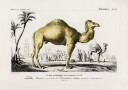 Camel camelus Plakat / 100x150