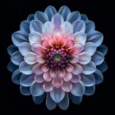 Vibrant Dahlia Bloom Plakat / 50x50