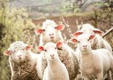Flock of Sheep Plakat Plakat / 30x40cm