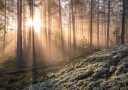 Fog in the forest with white moss in the forground Poster Plakat / 30x40cm