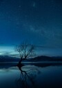 Lone Tree Starry Night Plakat / 100x150