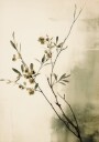 Delicate Branches Plakat Plakat / 50x70cm