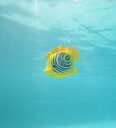 Swims - Rainbow Reef Zebra Fish - (6072505)