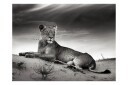 Fototapet Black And White Lioness 250x193 - Artgeist sp. z o. o.