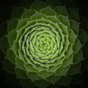Succulent Plakat Plakat / 70x70cm