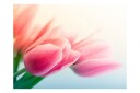 Fototapet Spring And Tulips 250x193 - Artgeist sp. z o. o.