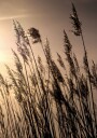 Reeds at Sunset Plakat Plakat / 30x40cm