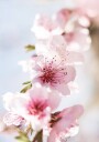 Peach Flowers Blossom Plakat Plakat / 100x150cm