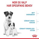 Royal Canin Mini Starter Hundefôr til tisper og valper 8 kg