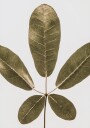 Five Leaf Harmony Plakat / 100x150cm
