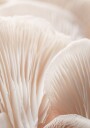 Mushroom Macro Plakat Plakat / 70x100cm