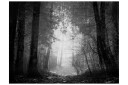 Fototapet Forest Of Shadows 350x270 - Artgeist sp. z o. o.