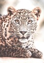 Wild Leopard Plakat Plakat / 30x40cm