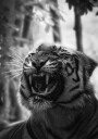 Angry Tiger Plakat Plakat / 50x70cm