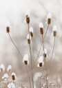Snowy Dried Flowers Plakat Plakat / 70x100cm