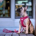 Curli Clasp Air Mesh Hundesele Ruby