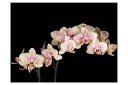 Fototapet Blooming Orchid 350x270 - Artgeist sp. z o. o.