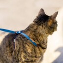 PetSafe Easy Walk sele til katt, blå (S)