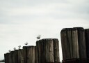 Seagulls Harbor Plakat Plakat / 21x30cm