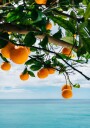 Amalfi Coast Oranges IV Plakat / 30x40cm