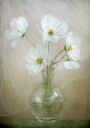 Cosmos breeze Plakat / 40x50cm