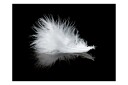 Fototapet White Feather 200x154 - Artgeist sp. z o. o.