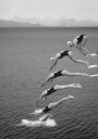The beauty of diving Poster Plakat / 100x150cm