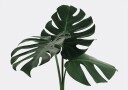 Monstera Plant №1 Plakat Plakat / 100x150cm