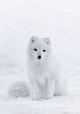 Snow Fox Plakat Plakat / 21x30cm