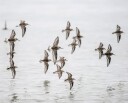 Birding the Islands