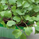 Nelson Garden Micro Leaf Bladreddik