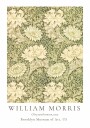 W. Morris Chrysanthemum Plakat Plakat / 50x70cm
