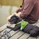 Hurtta Weekend Warrior Ii Eco Hundesele (Xl)