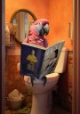 Whimsical Parrot Reading Plakat / 70x100