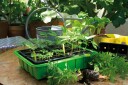 Nelson Garden 5755 Minidrivhus medium, med krukkeinnsatser, Avling