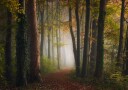 Misty Autumn Forest Path Plakat / 40x50