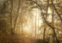 Forest Light Plakat / 70x100cm