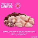 Schesir Born Carnivore Kylling Og Egg Kattunge 255 G