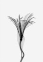 Graceful Lily Plakat Plakat / 100x150cm