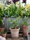 Bergs Potter Københavner Krukke Rose 21 cm