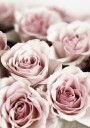 Soft Pink Roses Plakat Plakat / 100x150cm