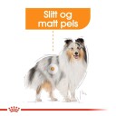 Royal Canin Mini Coat Care Tørrfôr til voksen hund 3 kg