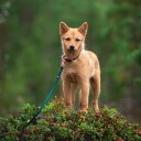 Tyylivoitto Hundekobbel Flettet Grønn (9Mm X 200Cm)