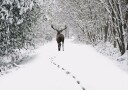 Deer in a Snowy Forest Plakat Plakat / 21x30cm